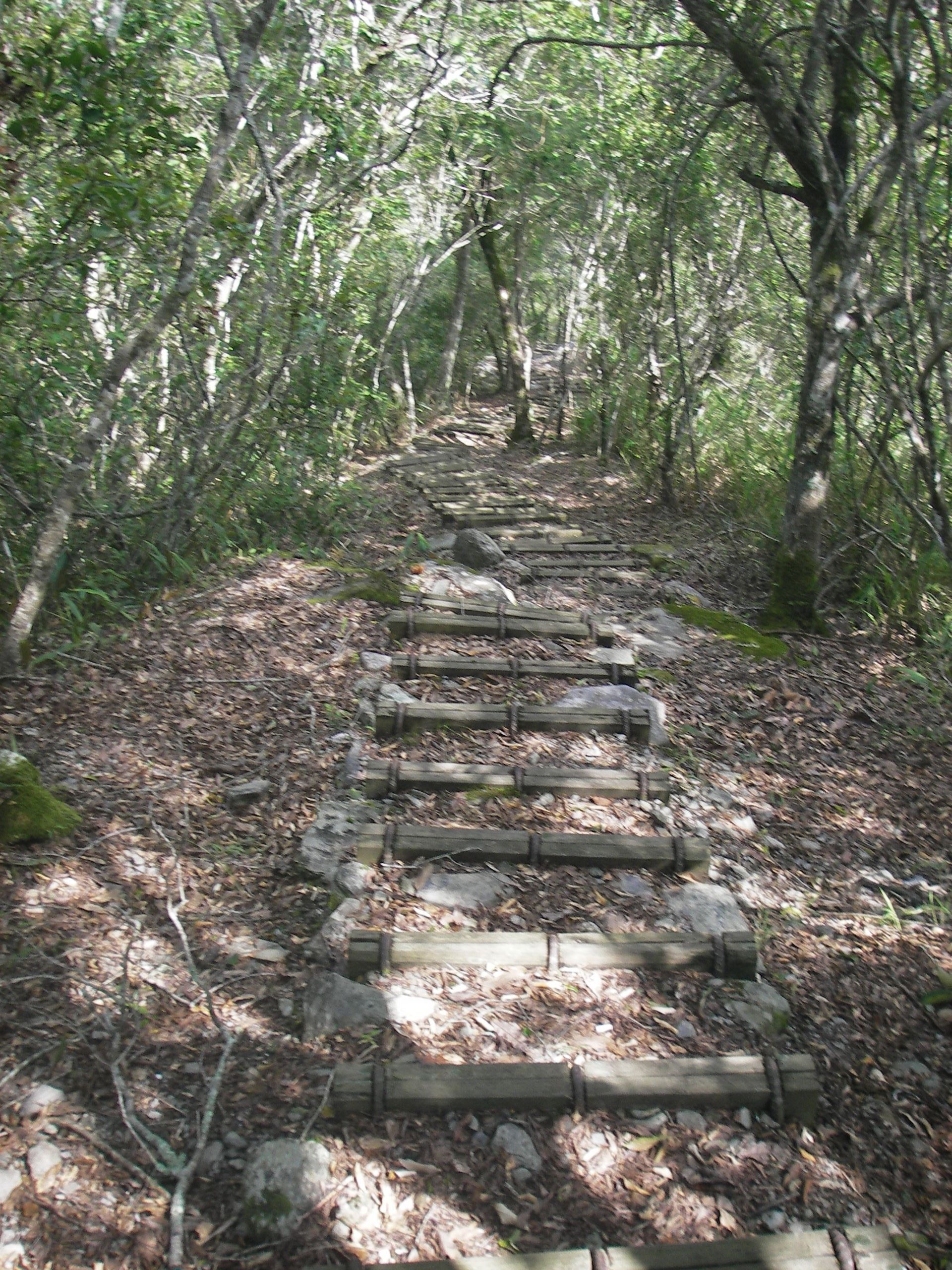 花蓮私房登山步道Top7|親近花蓮的好山好水 征服超美登山步道