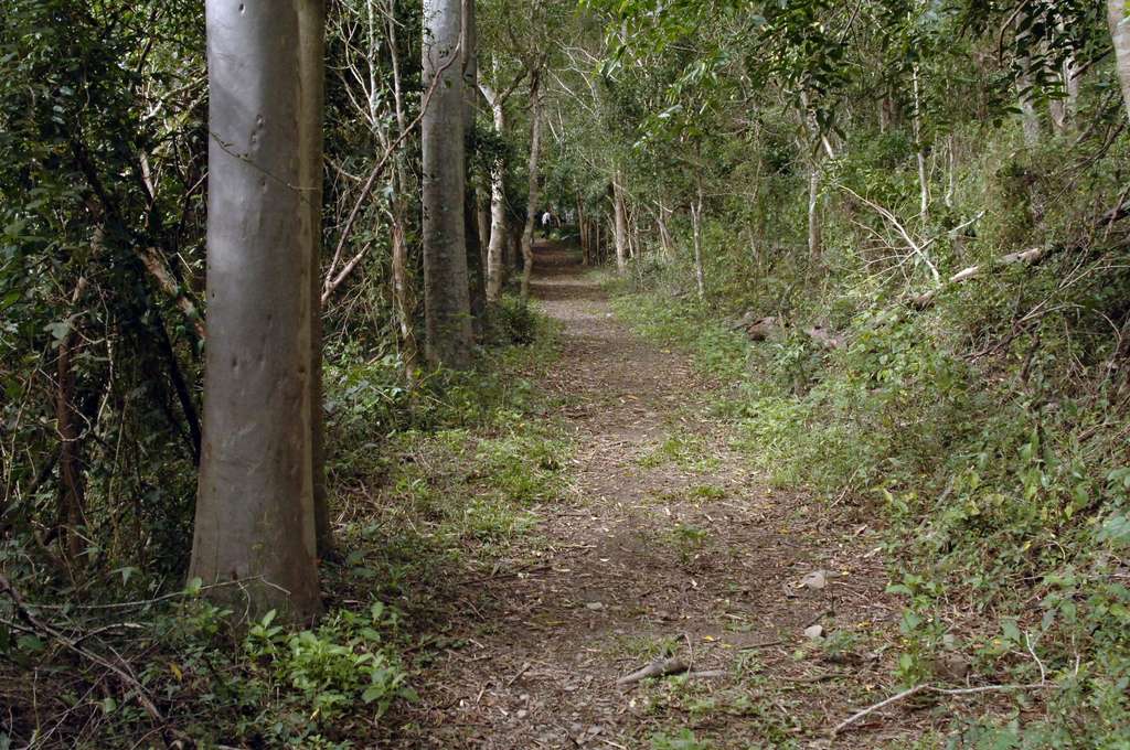 台東山林森呼吸|走入台東私房登山步道Top8 感受清新大自然