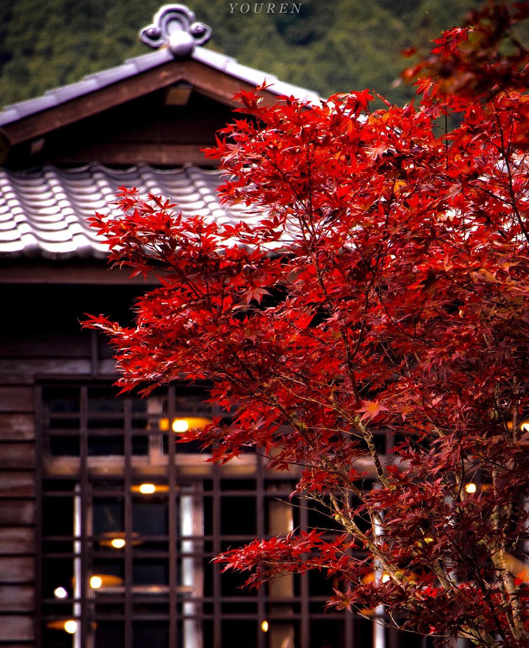 太平山 @you Ren 581