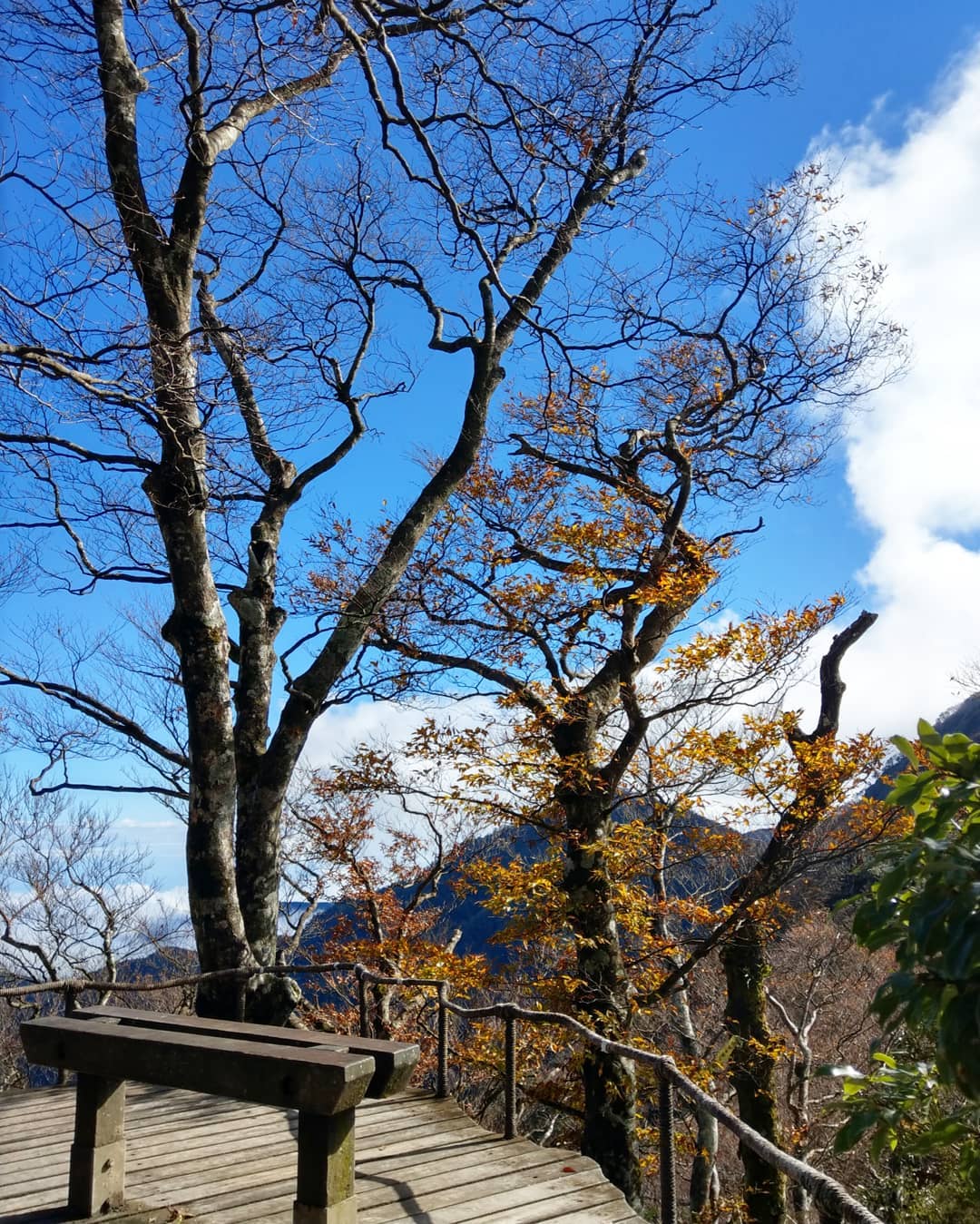 山毛櫸步道 @hsukmi
