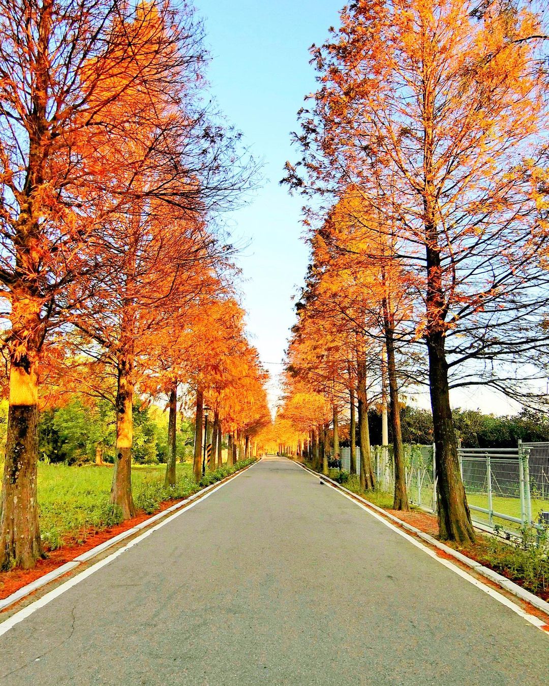 全台人氣落羽松秘境地圖｜朝聖秋季限定美景 來晚浪漫住宿吧