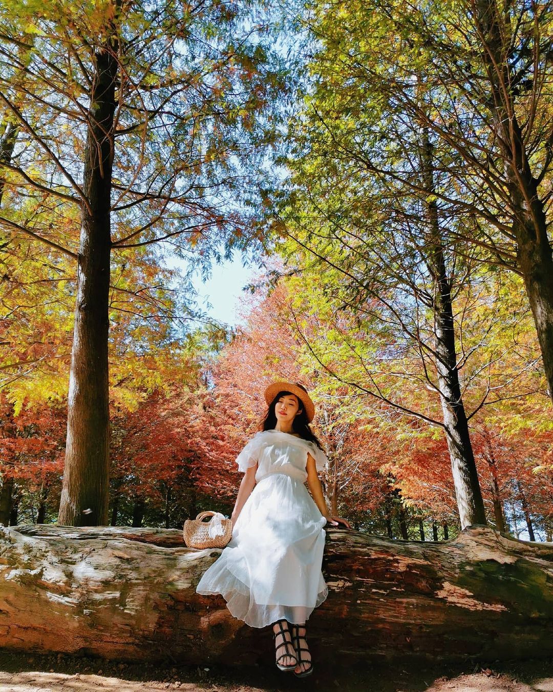 南投落羽松 @brenda Ou