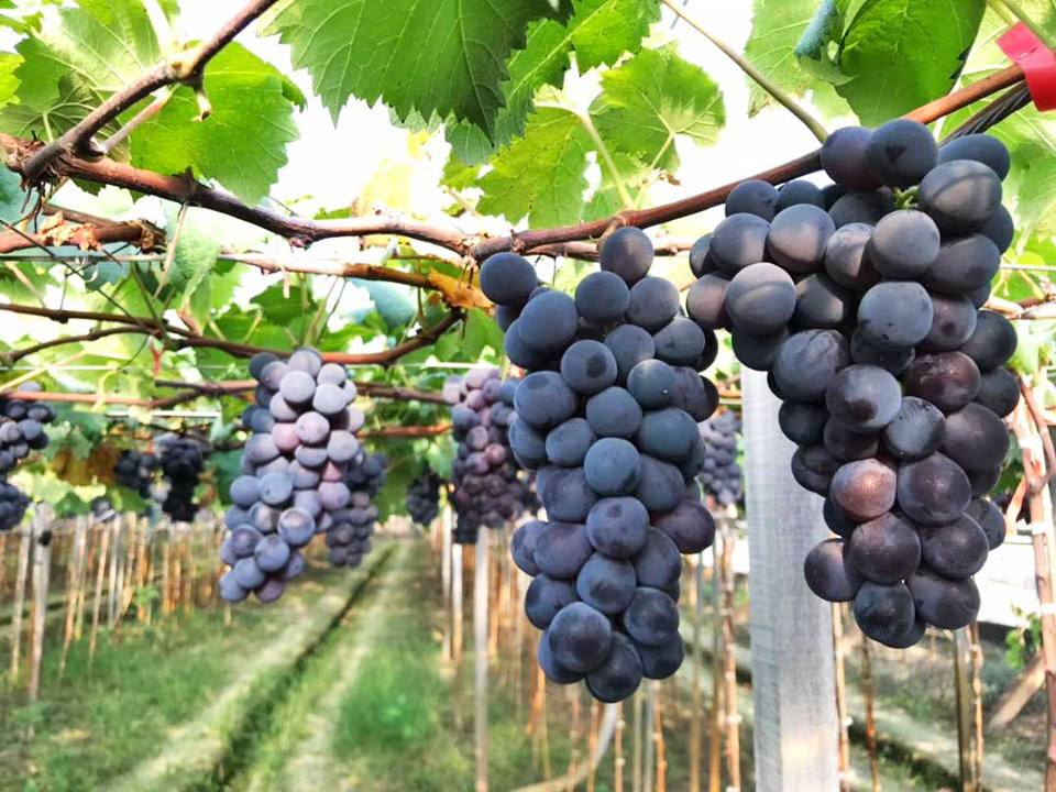 葡萄種類與營養