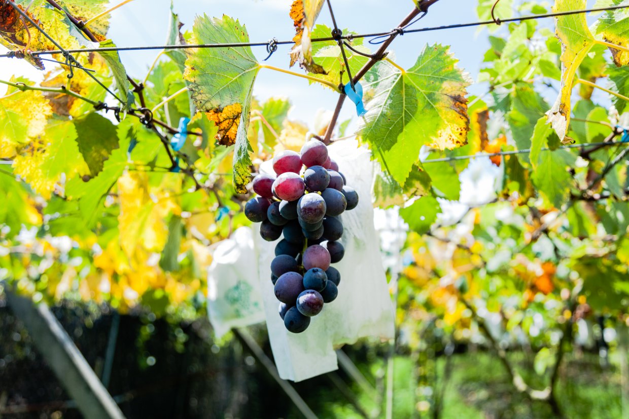 葡萄種類分夏果冬果