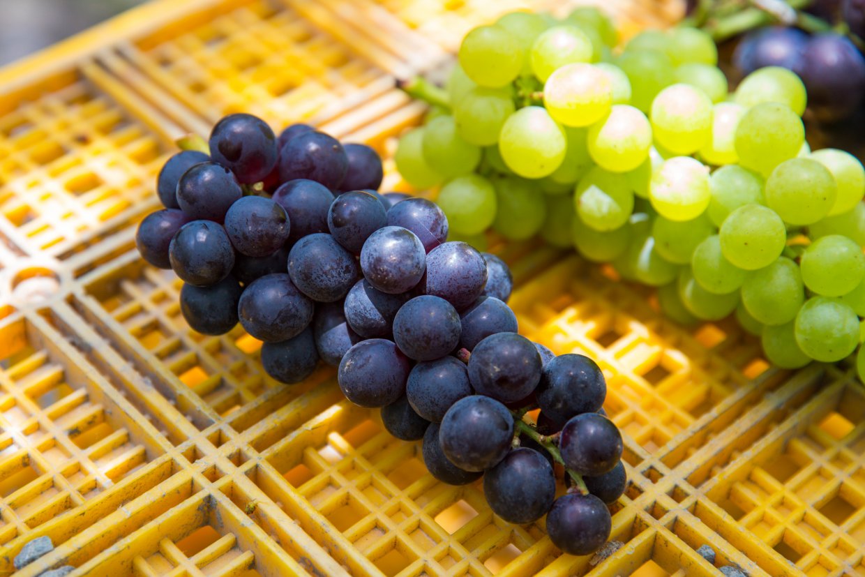 紫水晶葡萄與綠水晶葡萄