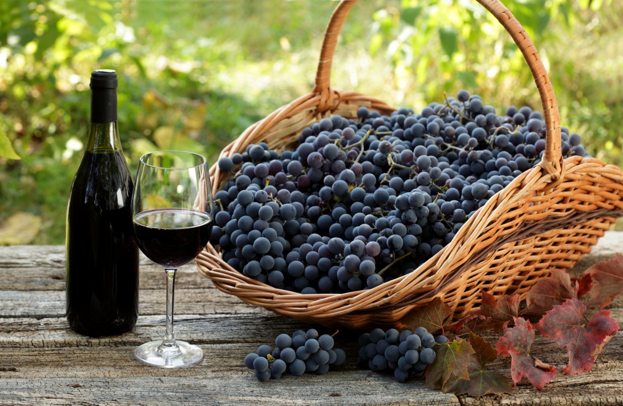 黑后葡萄與金香葡萄