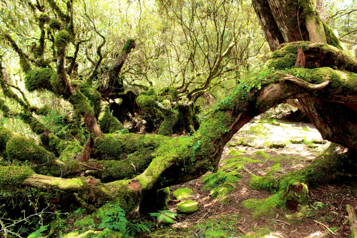 太平山攻略|走訪依山傍湖的翠峰湖環山步道 探訪台灣最大高山湖泊