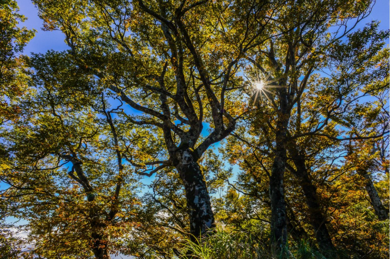 太平山攻略|走訪依山傍湖的翠峰湖環山步道 探訪台灣最大高山湖泊