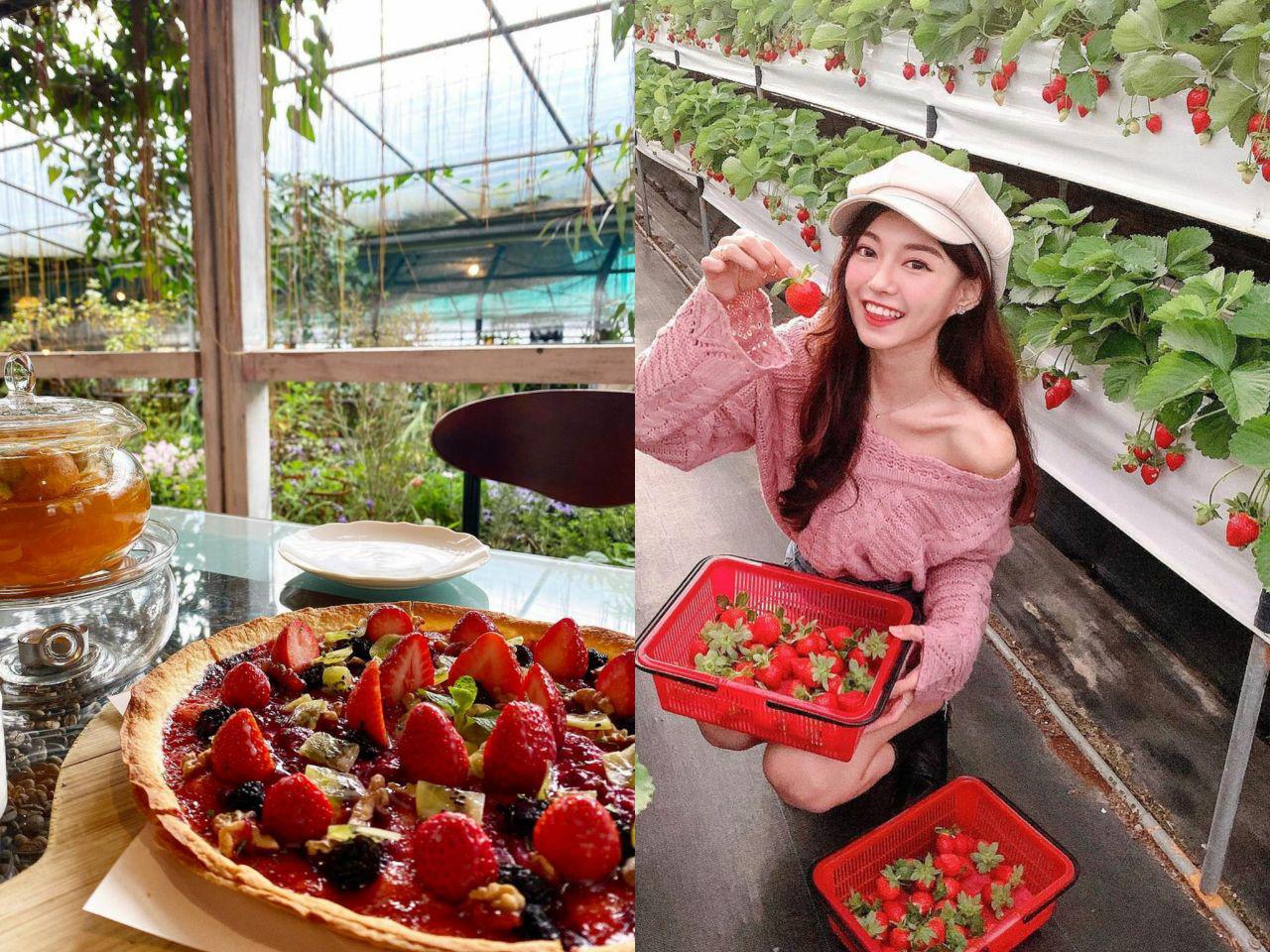 草莓季開採!精選全台草莓園TOP8 入住周邊住宿 感受鮮紅色的浪漫