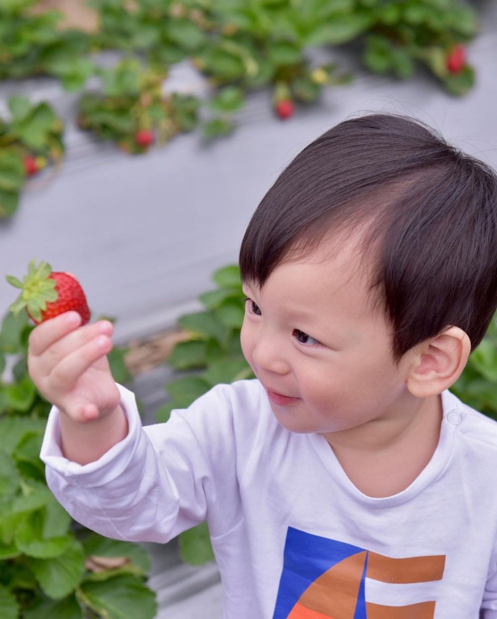 內湖草莓園 @lindachiu0530(1)