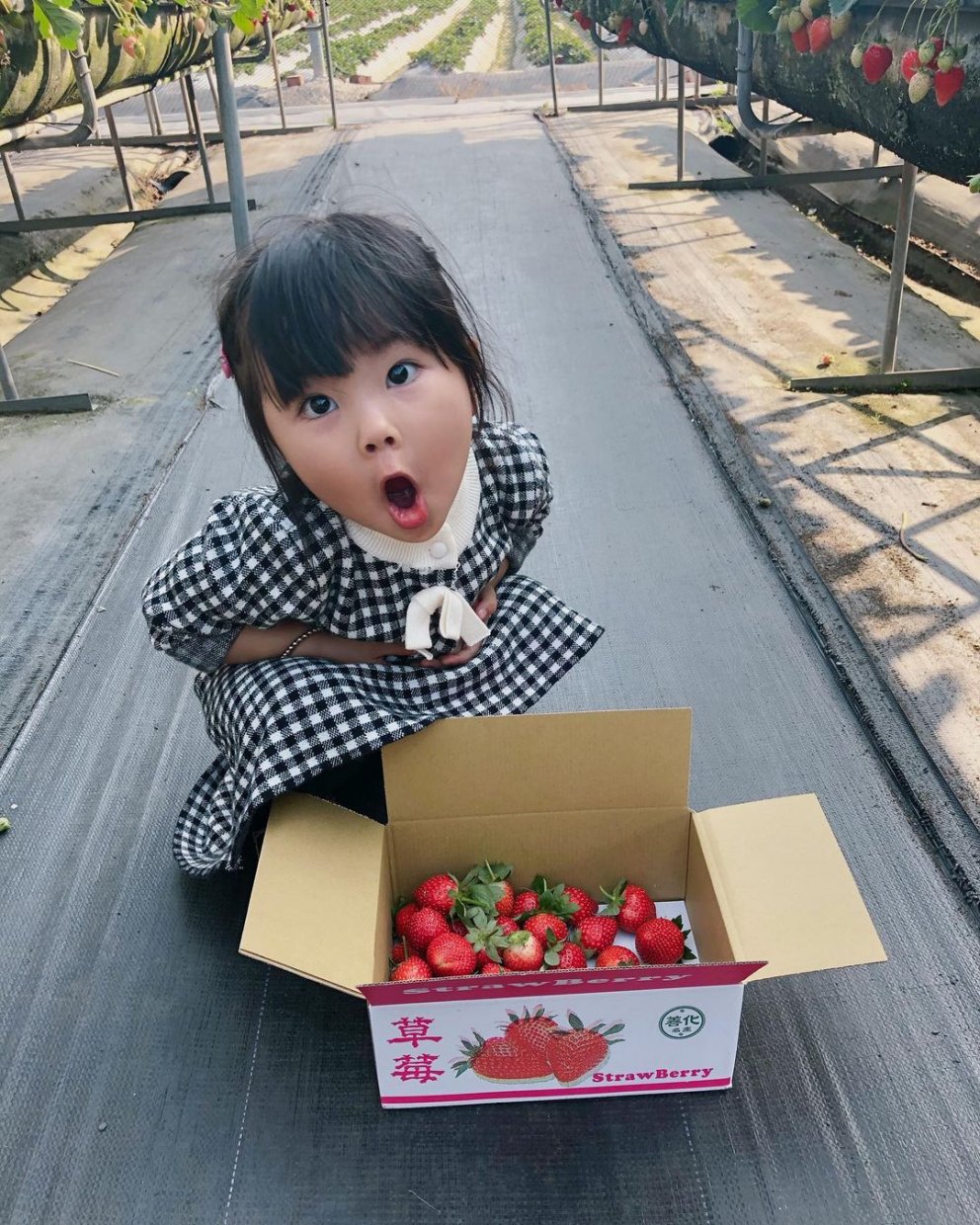 美裕草莓園 @baubausmile(3)
