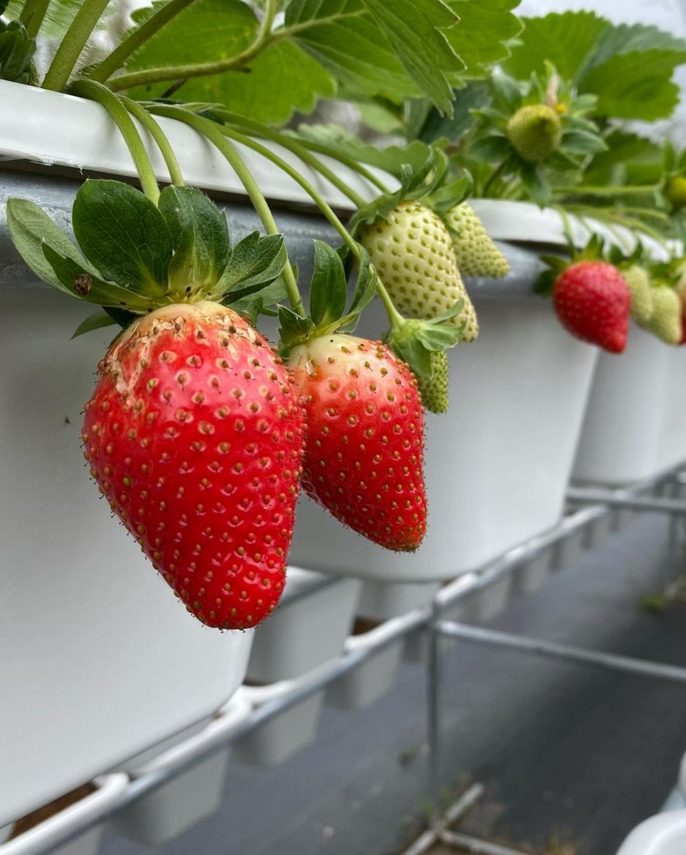 長鑫莓果農園 @tomi0216(2)