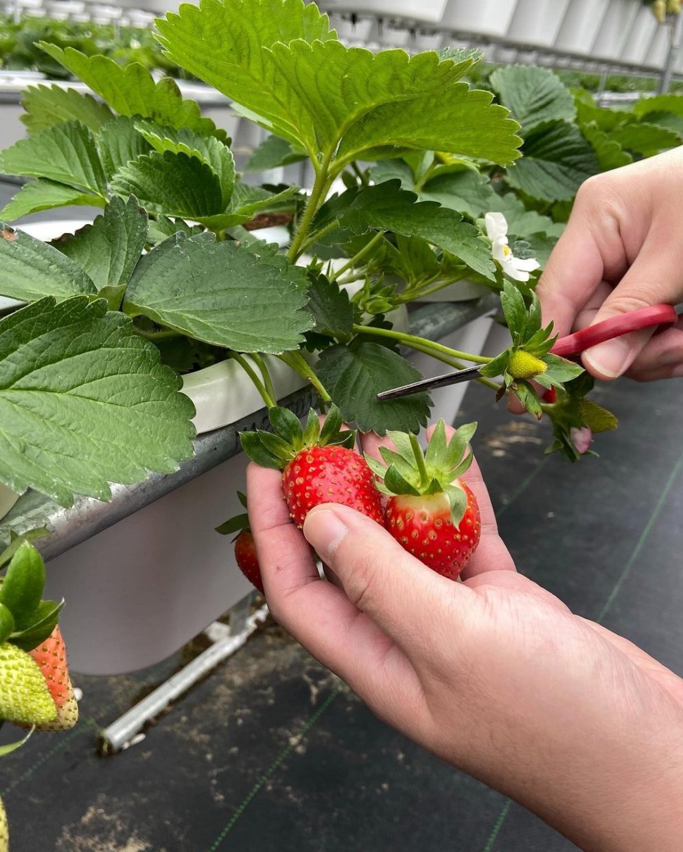 長鑫莓果農園 @tomi0216(1)