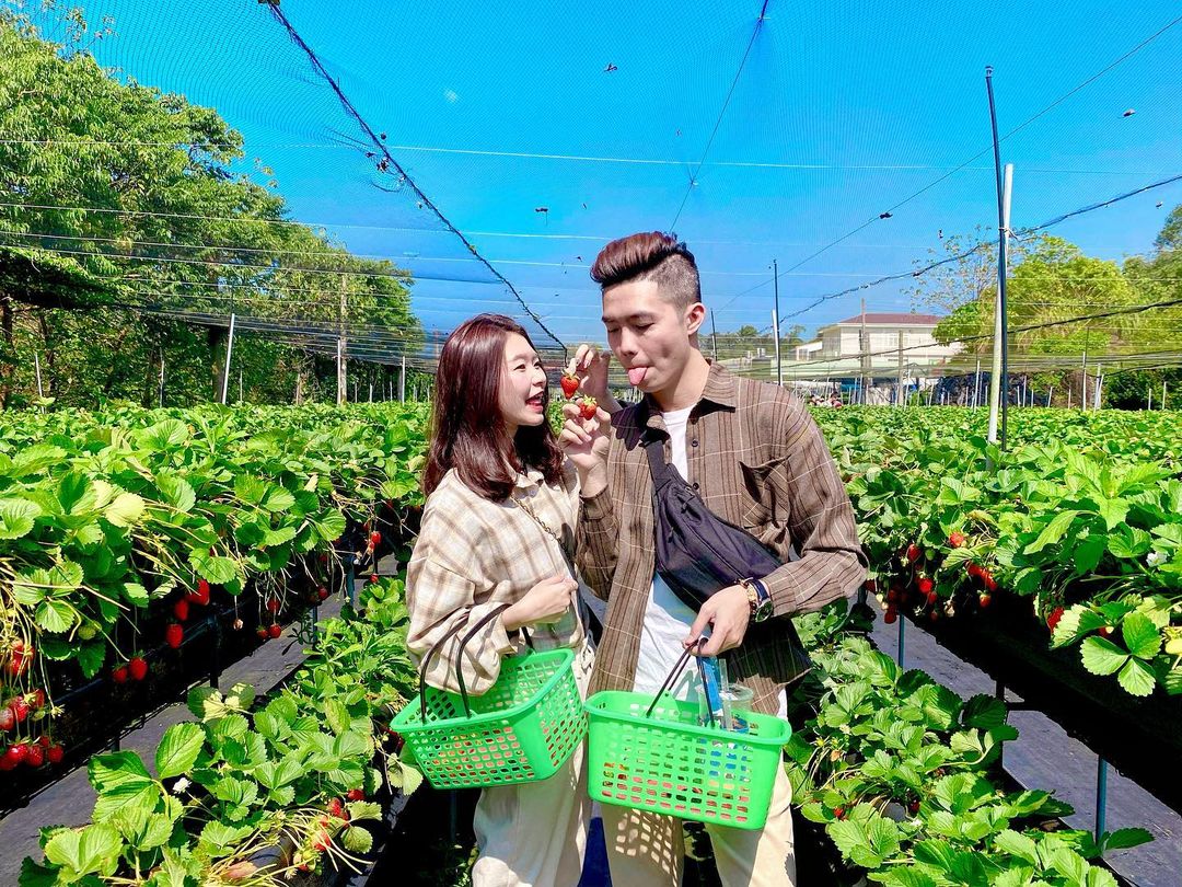 六合高架草莓園 @03