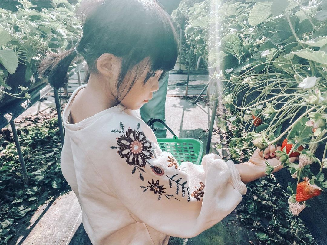 六合高架草莓園 @lin Y F