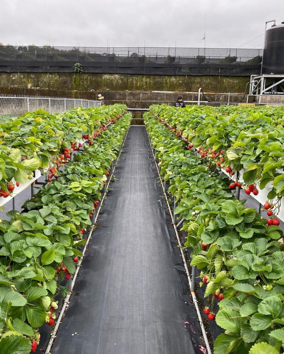 滿意牛奶蜜高架草莓園 @sunny Eater