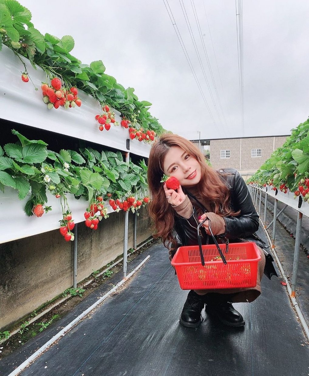 滿意牛奶蜜高架草莓園 @yayunlo