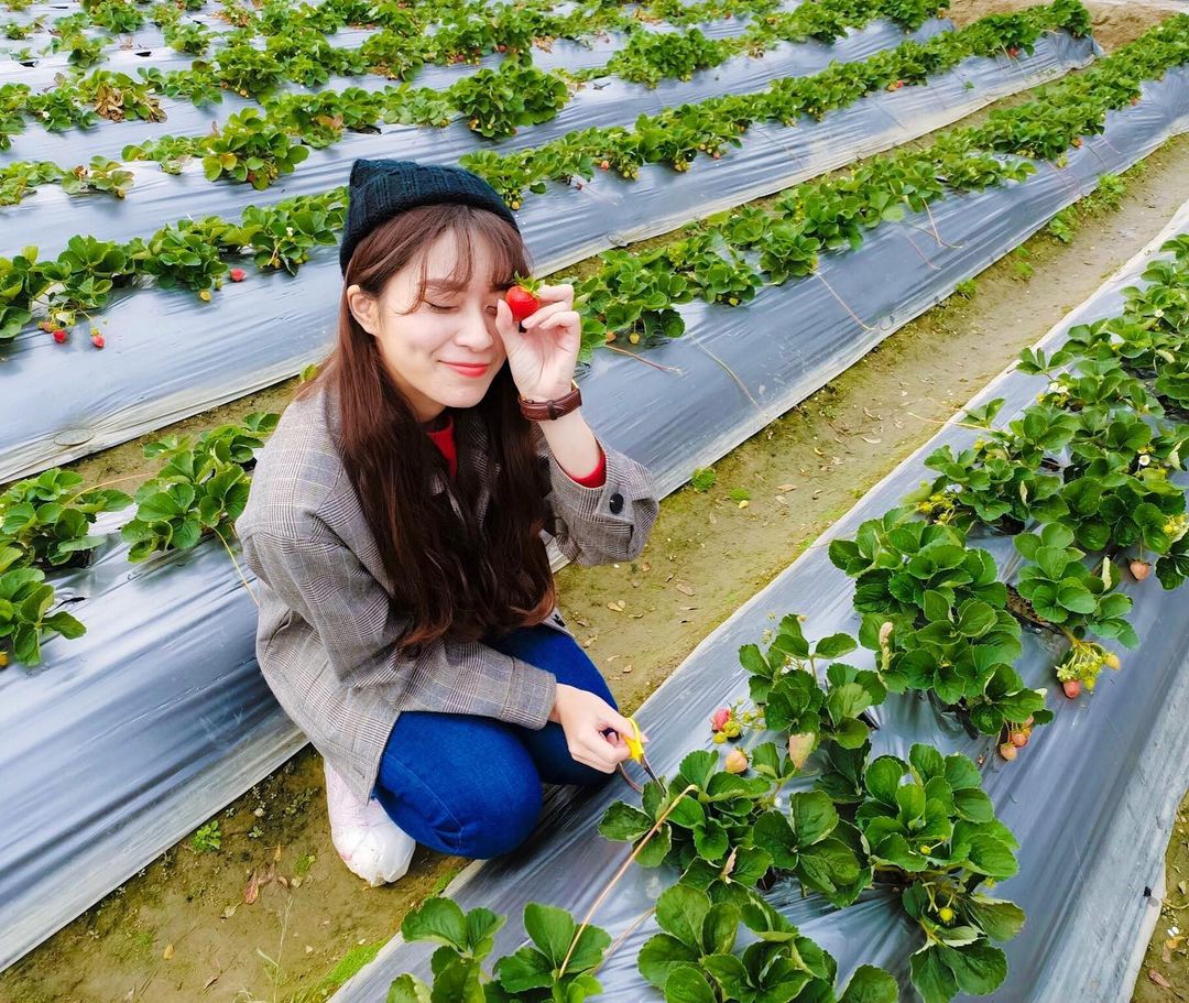 美裕草莓園 @elf Ouga