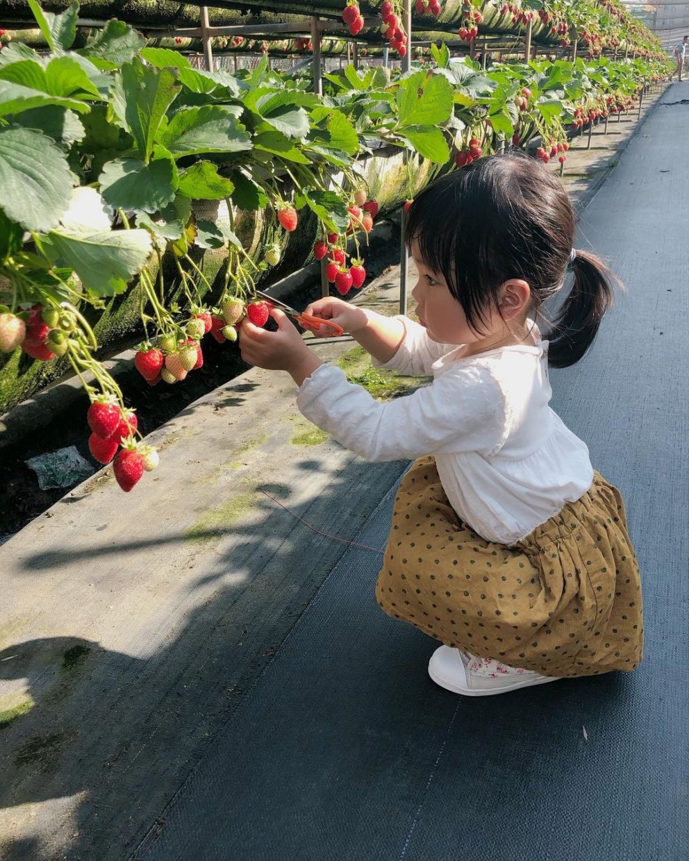 美裕草莓園 @baubausmile(1)