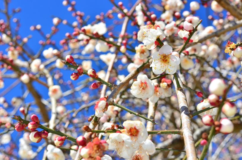 雪霸 (圖片來源:雪霸國家公園臉書粉絲專頁)