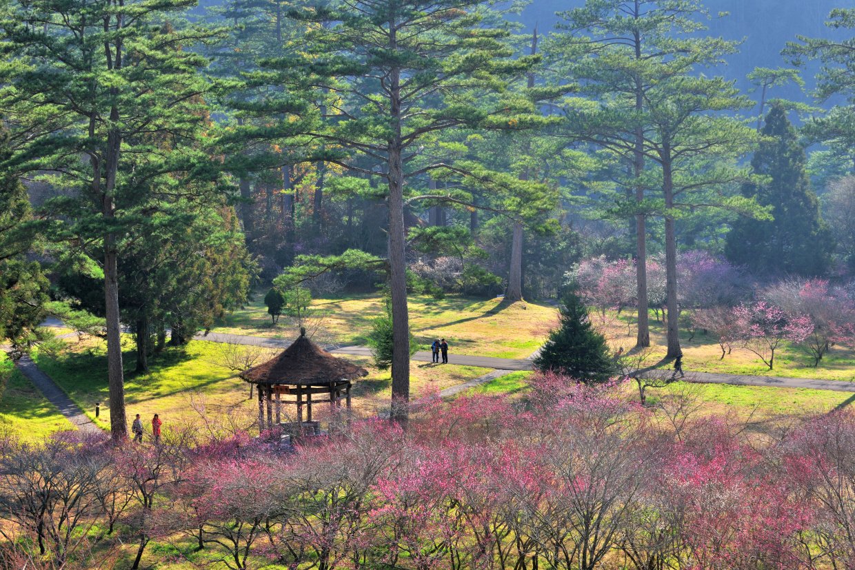 武陵農場(圖片來源:Shutterstock)2