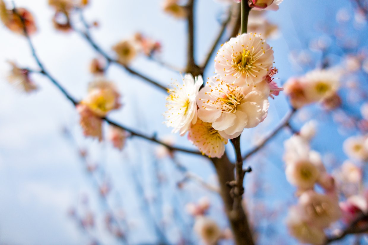 武陵農場(圖片來源:Shutterstock)3
