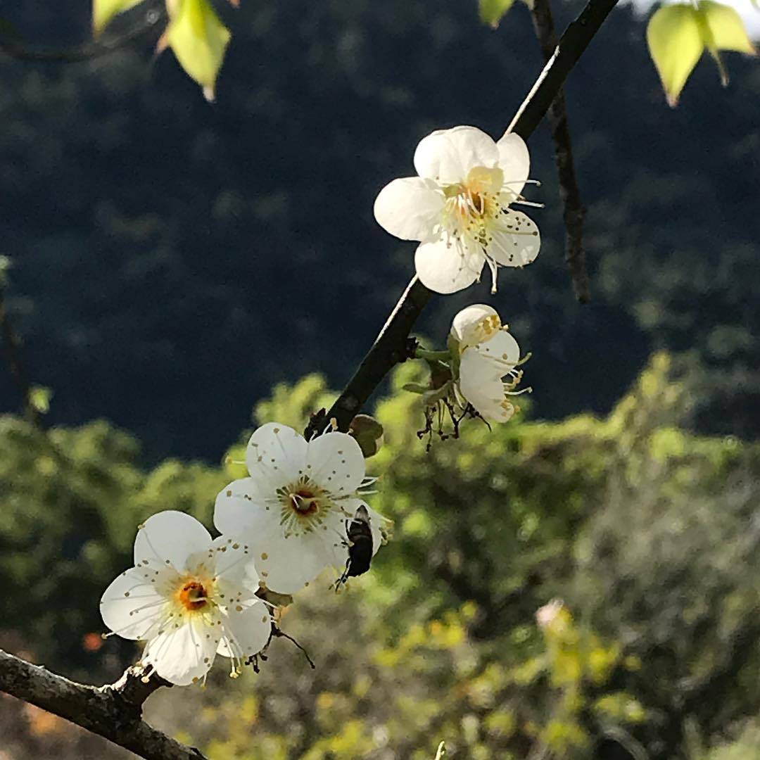 棲蘭山莊 @where I Find The Beauty