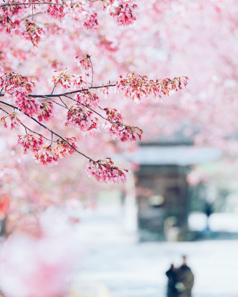 司馬庫斯 @vicharm Photography