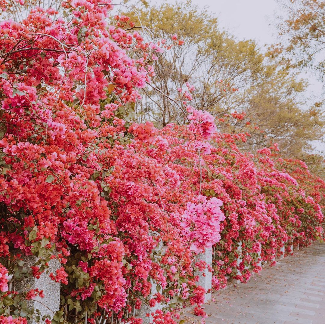 全台賞九重葛花景點推薦|追尋九重葛花,來趟賞花住宿之旅 全台賞九重葛花景點推薦|追尋九重葛花,來趟賞花住宿之旅