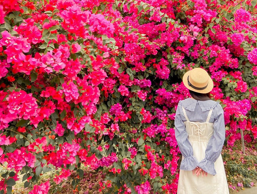 全台賞九重葛花景點推薦|追尋九重葛花,來趟賞花住宿之旅 全台賞九重葛花景點推薦|追尋九重葛花,來趟賞花住宿之旅