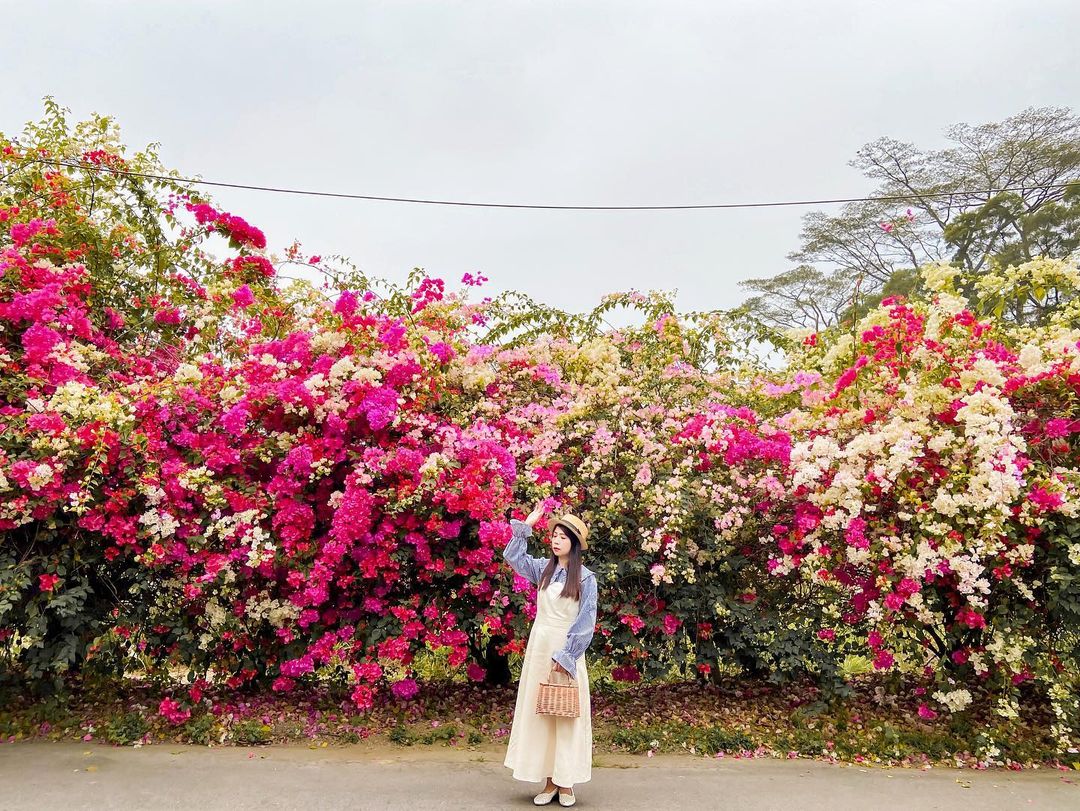 全台賞九重葛花景點推薦|追尋九重葛花,來趟賞花住宿之旅 全台賞九重葛花景點推薦|追尋九重葛花,來趟賞花住宿之旅