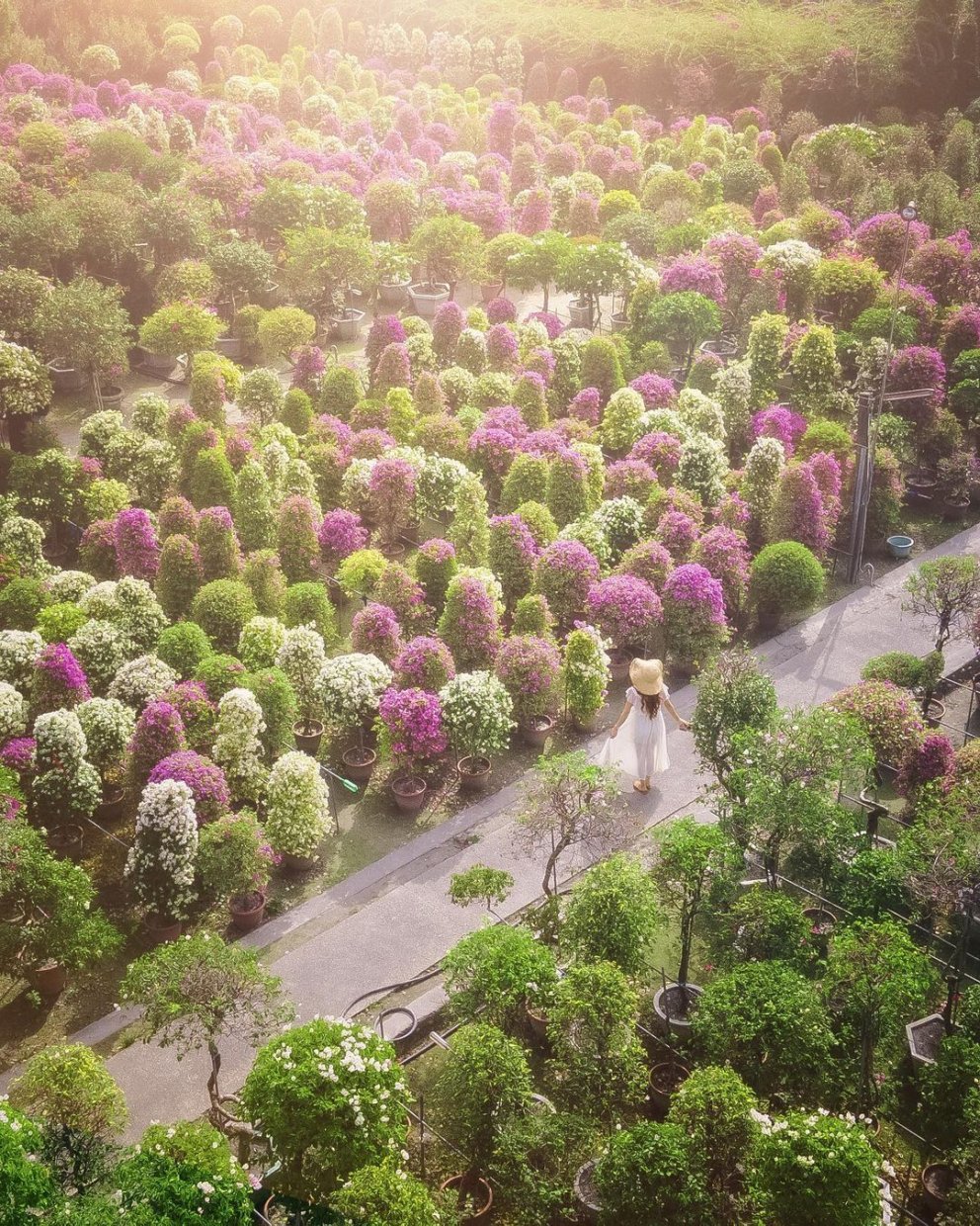 全台賞九重葛花景點推薦|追尋九重葛花,來趟賞花住宿之旅 全台賞九重葛花景點推薦|追尋九重葛花,來趟賞花住宿之旅
