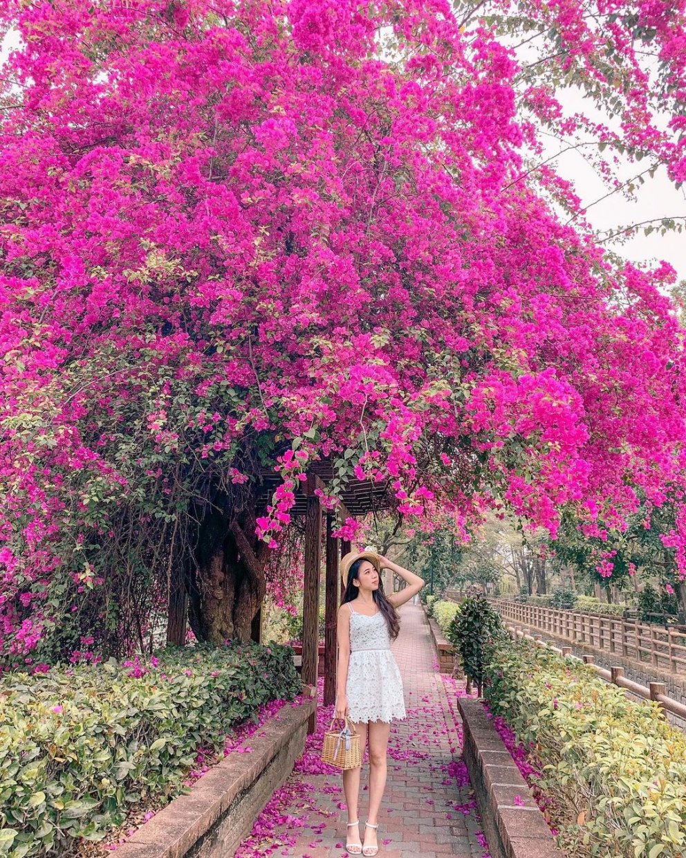 全台賞九重葛花景點推薦|追尋九重葛花,來趟賞花住宿之旅 全台賞九重葛花景點推薦|追尋九重葛花,來趟賞花住宿之旅