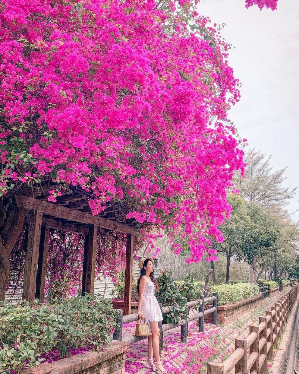 全台賞九重葛花景點推薦|追尋九重葛花,來趟賞花住宿之旅 全台賞九重葛花景點推薦|追尋九重葛花,來趟賞花住宿之旅