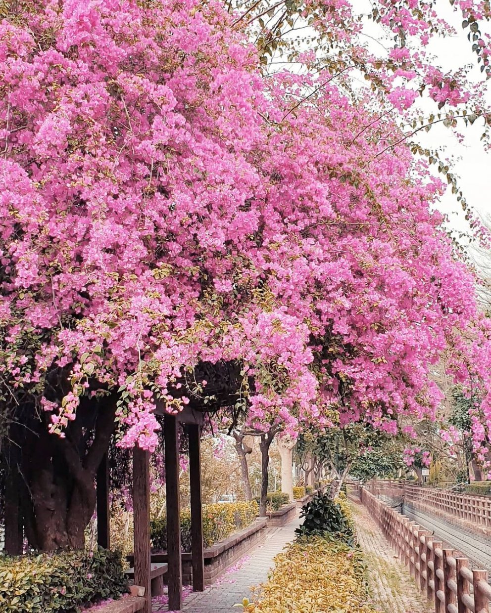 全台賞九重葛花景點推薦|追尋九重葛花,來趟賞花住宿之旅 全台賞九重葛花景點推薦|追尋九重葛花,來趟賞花住宿之旅