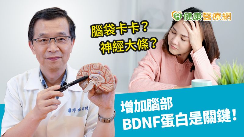 腦袋卡卡、神經大條？　增加腦部BDNF蛋白是關鍵！