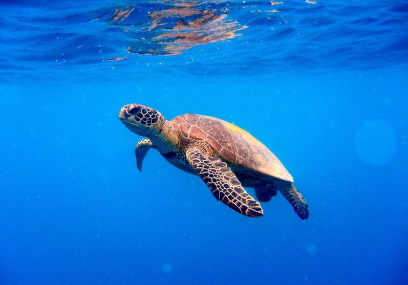 turtle