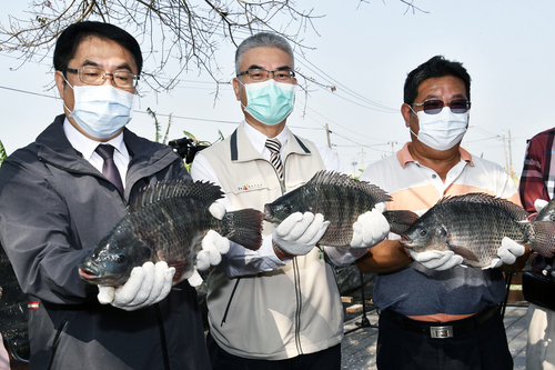 全球吳郭魚養殖僅30戶通過ASC認證　 臺灣7戶全部在臺南／波新聞