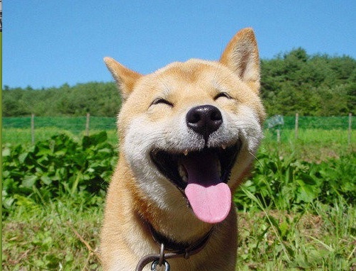 doge