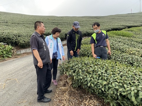 乾旱造成茶受害 嘉義縣將申請現金救助/波新聞