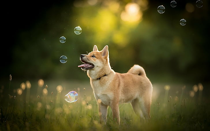 shiba-inu-bubble