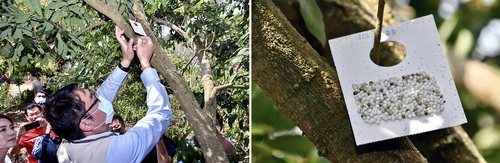 臺南以平腹小蜂防治荔枝椿象 提高農民收益與生態平衡/波新聞