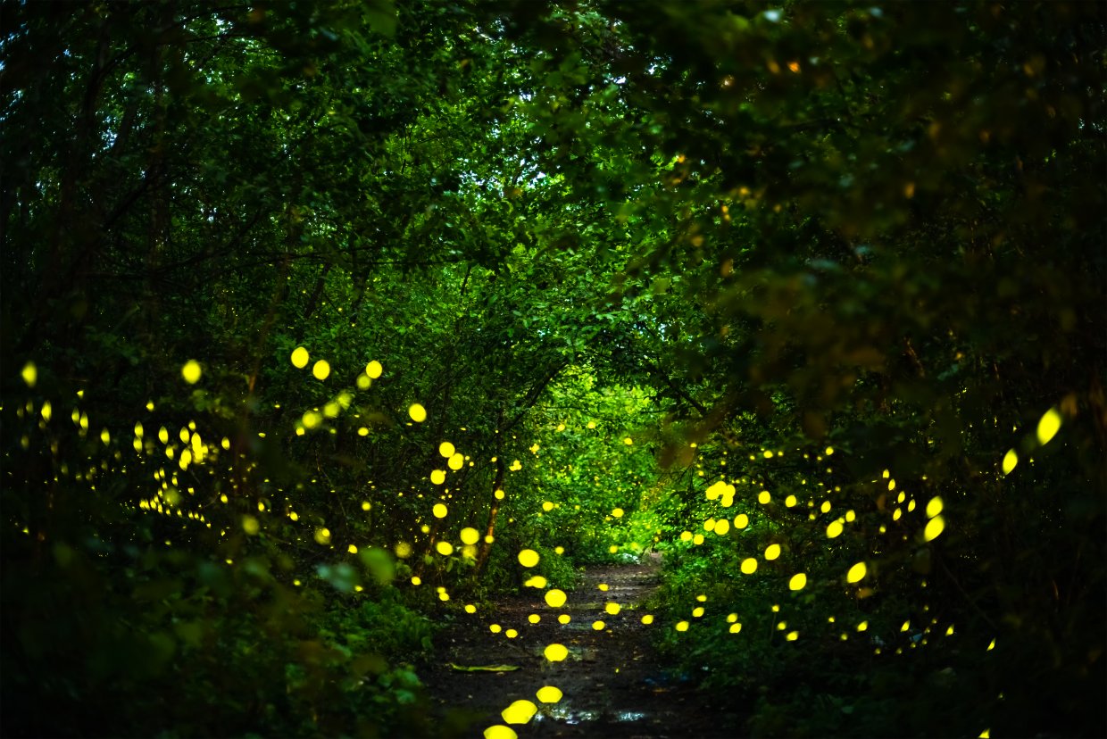 Firefly,,Lightning,Bugs,Flying,At,Night,In,The,Forest,In