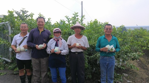 修車師傅轉行專業農   芭樂酸中帶甜好滋味／波新聞