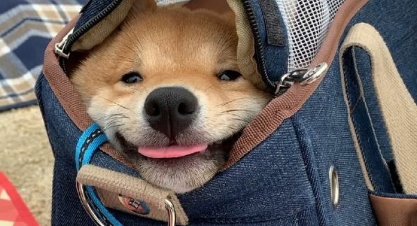 eToro上狗狗幣、馬斯克沒講話,Doge狗狗幣漲超25%逼近0.5美元