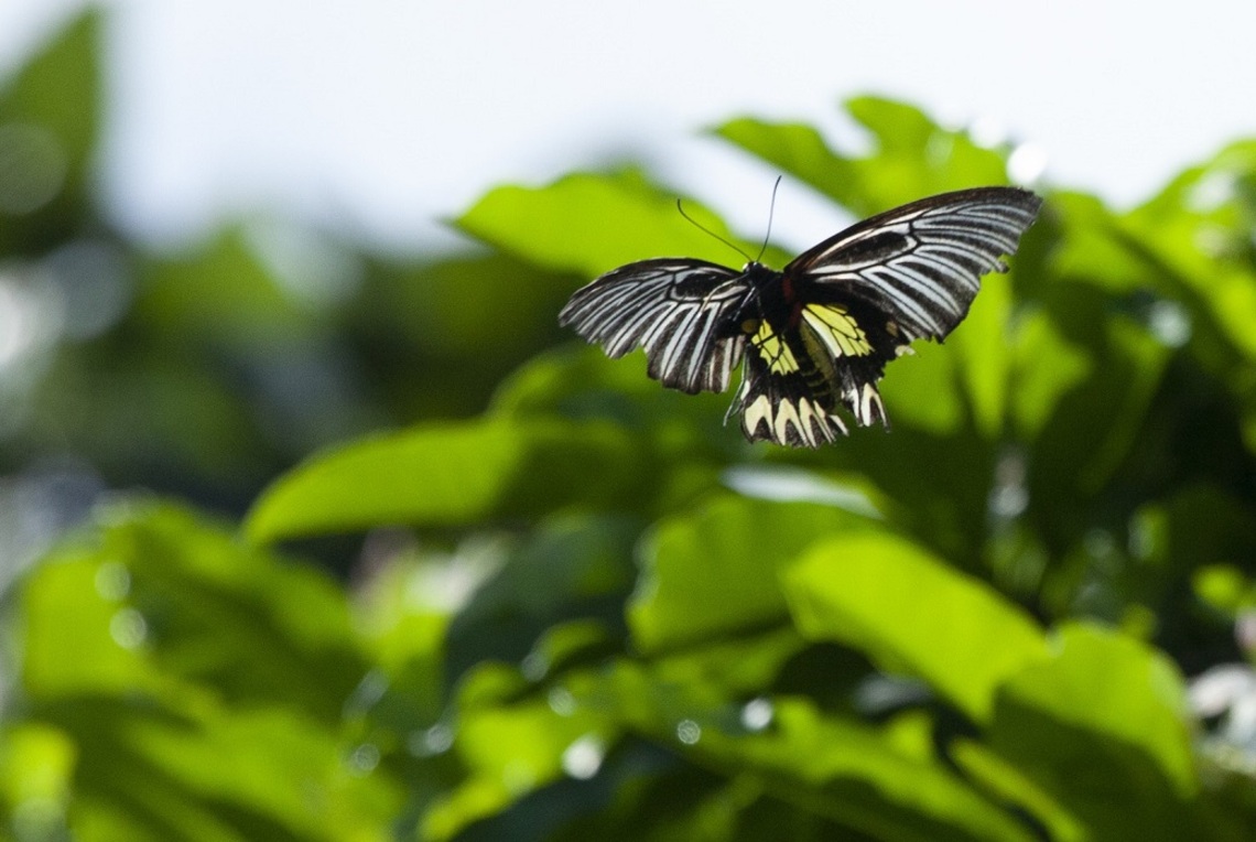 天時、地利、人和 臺灣寶珠計畫首次順利紀錄珠光鳳蝶成功/波新聞