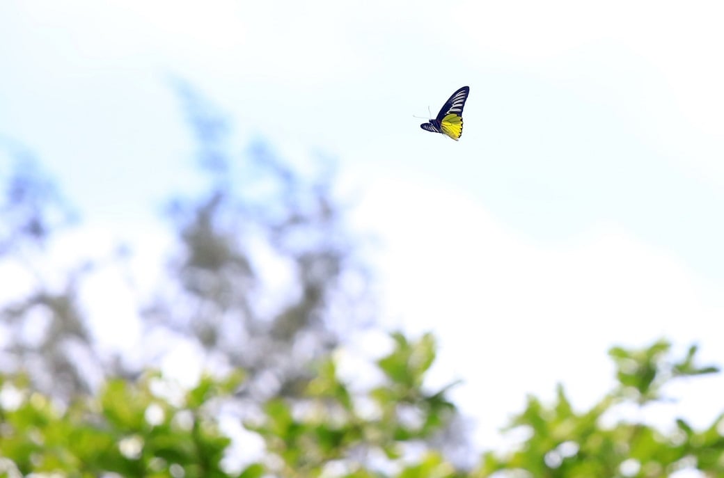 可能是大自然的圖像