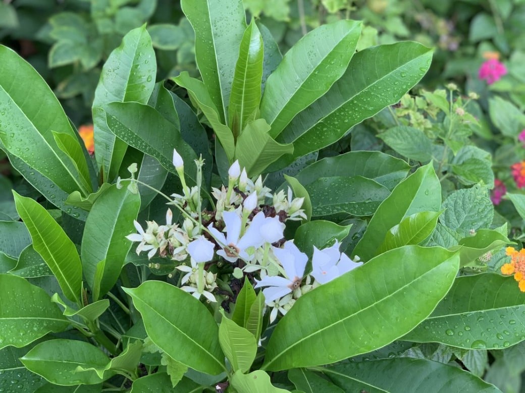 可能是花和大自然的圖像