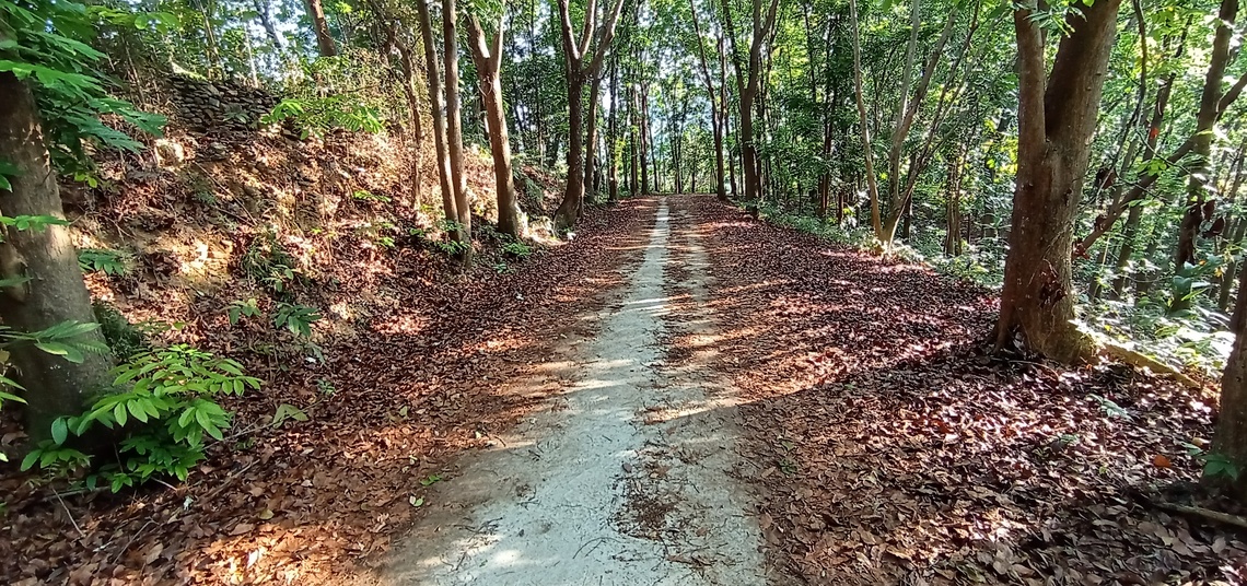 屏東縣沿山公路屏7一帶私人植林散步祕境/波新聞