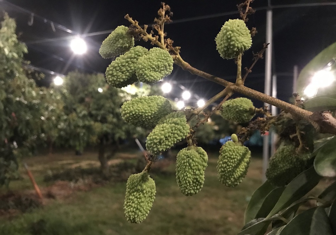 荔枝栽培新妙方 夜間燈照防治荔枝細蛾/波新聞